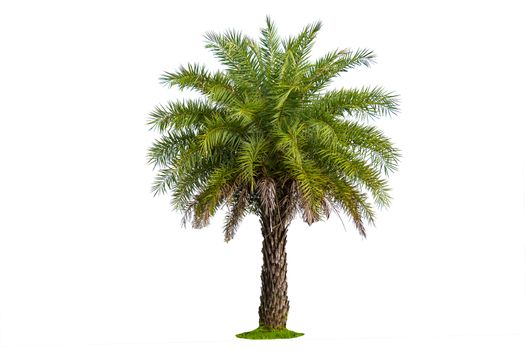 Palm tree wood gardening white background Isolates