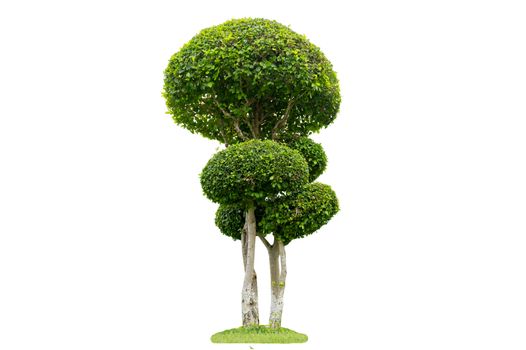 Tree Shrub Garden Decoration White Background