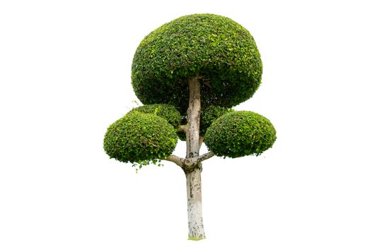 Tree Shrub Garden Decoration White Background