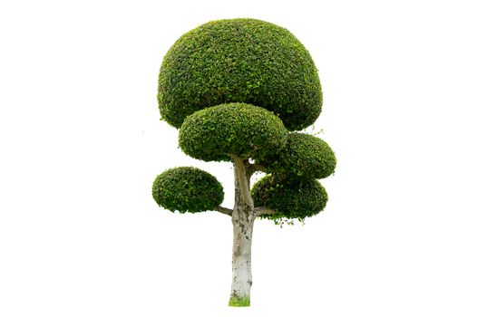 Tree Shrub Garden Decoration White Background