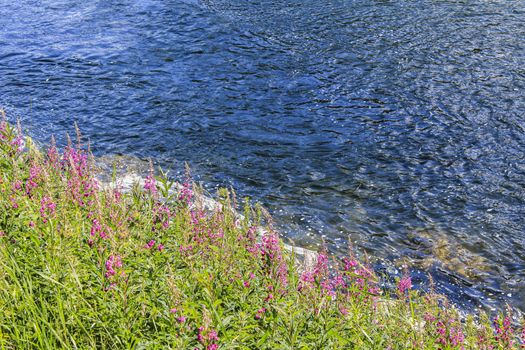 Flowing beautiful blue river lake with pink flowers in Hemsedal, Viken, Buskerud, Norway.