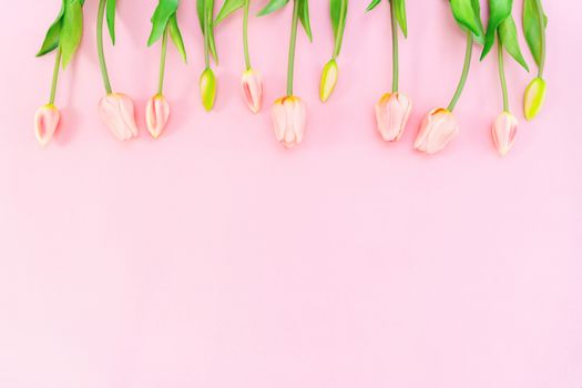 Valentine's Day composition. Tulip flowers on pink background. Valentine's day, Mother's day concept. Flat lay, top view, copy space