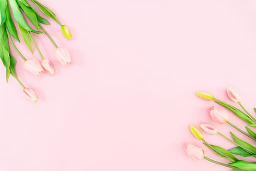 Valentine's Day composition. Tulip flowers on pink background. Valentine's day, Mother's day concept. Flat lay, top view, copy space