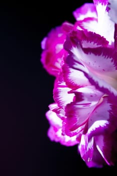 Carnation flower in white and pink color. Black background