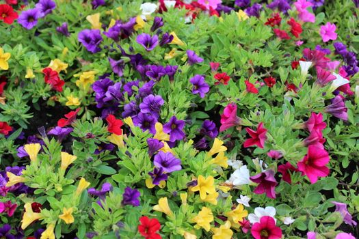 The picture shows colorful calibrachoa plants in the garden