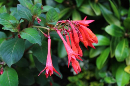 The picture shows a pink fuchsia in the garden