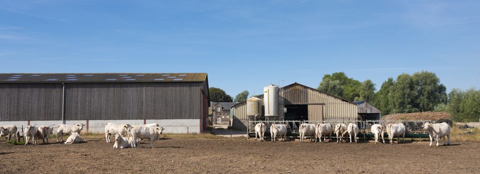 white cows and old farm near boulogne in french normandy on sunny summer day