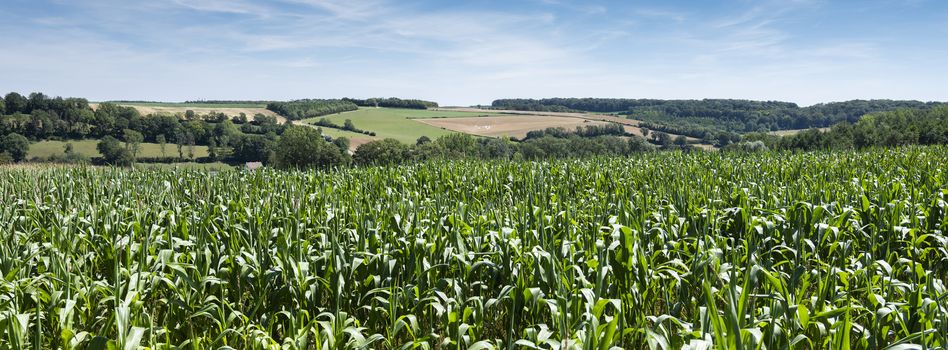 cornfields and meadows under blue sky in french pas de calais near boulogne in summer