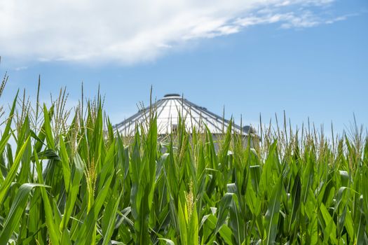 Green field of young corn in the American Midwest