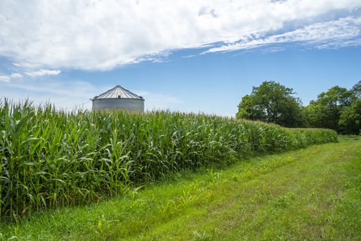 Green field of young corn in the American Midwest