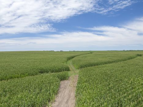 Green field of young corn in the American Midwestdefault