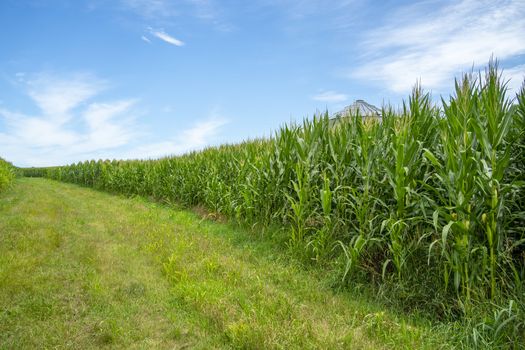 Green field of young corn in the American Midwest