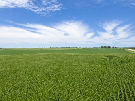 Green field of young corn in the American Midwestdefault