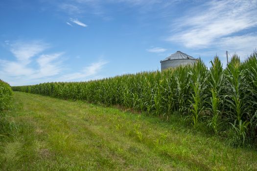 Green field of young corn in the American Midwest