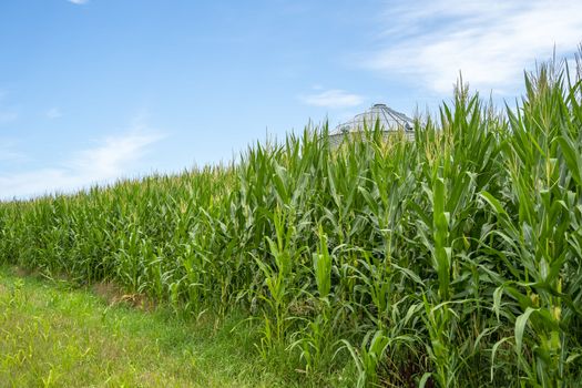 Green field of young corn in the American Midwest