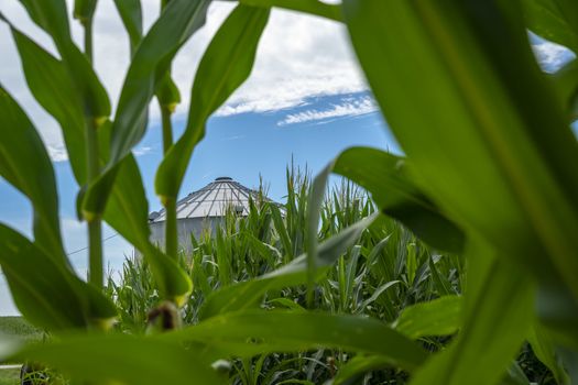 Green field of young corn in the American Midwest