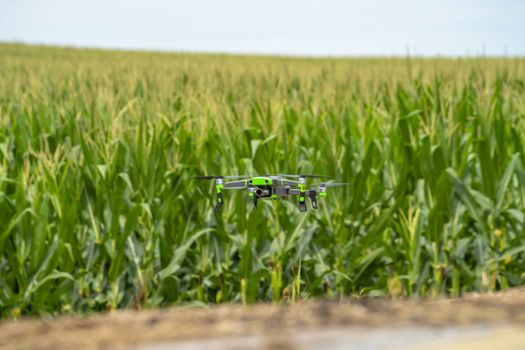 Green field of young corn in the American Midwest