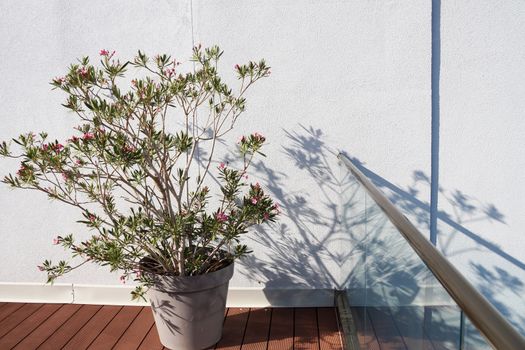 blooming oleander in a pot on a terrace on sunny day