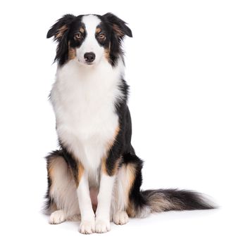 Portrait of cute young Australian Shepherd dog sitting on floor, isolated on white background. Beautiful adult Aussie, frontal and looking at camera.