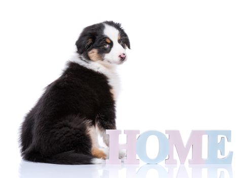 Beautiful Australian Shepherd purebred puppy, 2 months old with Home word. Happy black Tri color Aussie dog, isolated on white background.