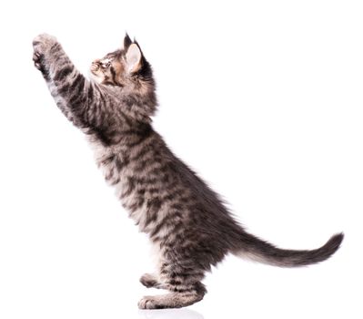 Maine Coon kitten 2 months old. Cat isolated on white background. Portrait of beautiful domestic black tabby kitty.