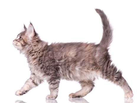 Maine Coon kitten 2 months old. Cat isolated on white background. Portrait of beautiful domestic kitty.