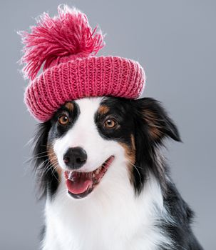 Close up portrait of cute young Australian Shepherd dog with open mouth on gray background. Beautiful adult Aussie in winter hat, looking at camera.