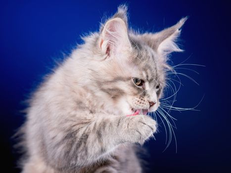 Funny Maine Coon kitten 2 months old licks paw and washes his face. Close-up studio photo of gray little cat on blue background. Portrait of beautiful domestic kitty.
