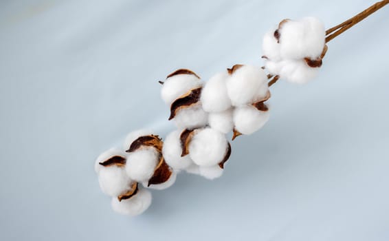A sprig of cotton against a soft blue fabric.