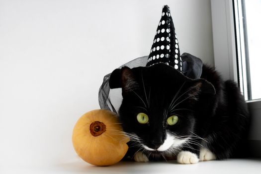 A black cat with green eyes in a witch's hat. The Concept Of Halloween.