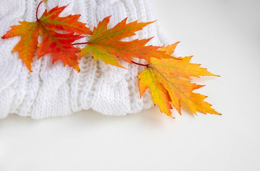 Autumn composition. colorful leaves on a white knitted scarf. Autumn concept. Flat layout, top view, copy space.