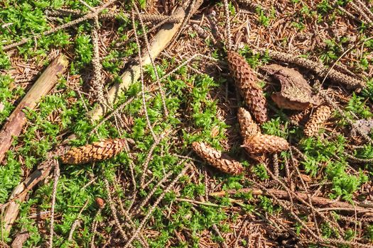 The ground in a forest with pine cones, moss, grass, pine needles, autumn leaves. Forest soil texture background.