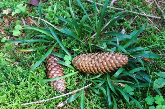 The ground in a forest with pine cones, moss, grass, pine needles, autumn leaves. Forest soil texture background.