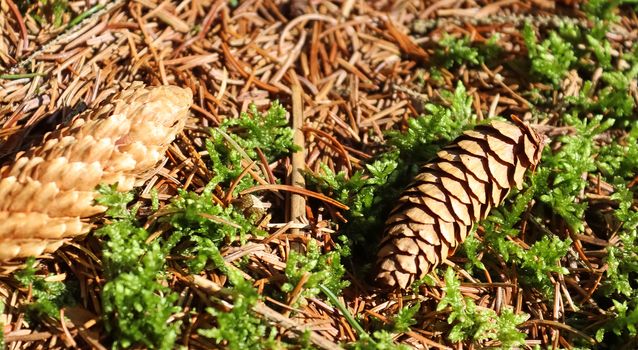 The ground in a forest with pine cones, moss, grass, pine needles, autumn leaves. Forest soil texture background.