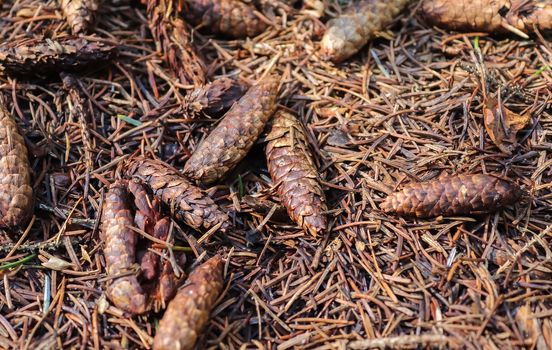 The ground in a forest with pine cones, moss, grass, pine needles, autumn leaves. Forest soil texture background.