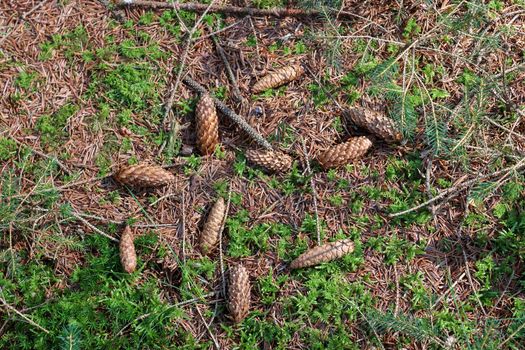 The ground in a forest with pine cones, moss, grass, pine needles, autumn leaves. Forest soil texture background.