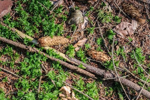 The ground in a forest with pine cones, moss, grass, pine needles, autumn leaves. Forest soil texture background.