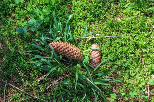 The ground in a forest with pine cones, moss, grass, pine needles, autumn leaves. Forest soil texture background.