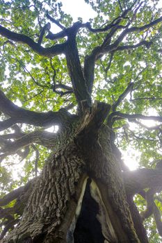 Bottom view of a large old green oak tree