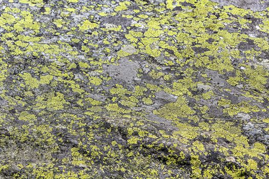 Stone rock texture with green moss and lichen in Hemsedal, Norway.