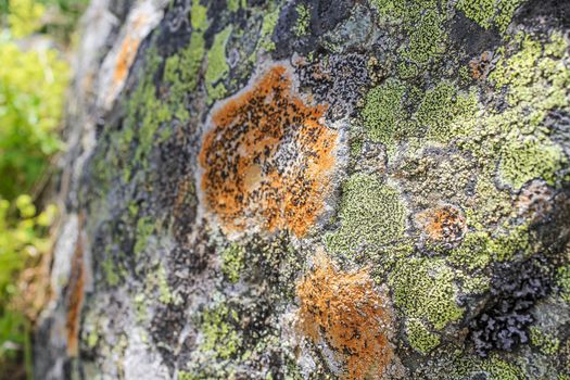 Stone rock texture with green orange moss and lichen in Hemsedal, Norway.