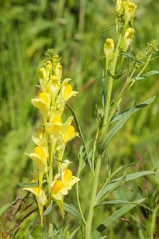 Beautiful yellow flowers on summer meadow in Hemsedal, Viken, Norway.