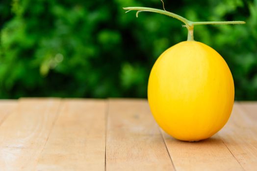 fresh golden melon on wood plate