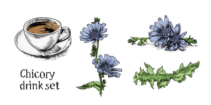 Chicory drink picture set (plant, flower, cup of drink)