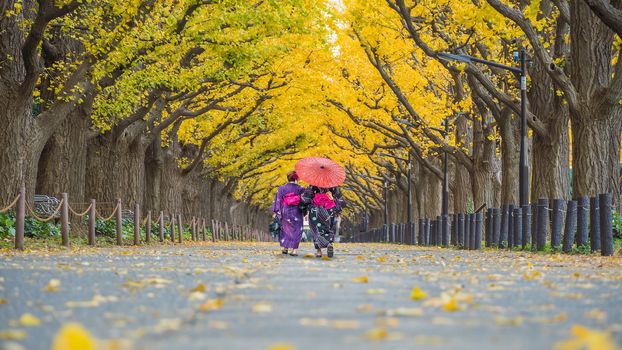 Asian traveller in kimono traditional dress walking in row of yellow ginkgo tree in autumn, Tokyo Japan