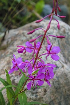 Rosebay willowherb beautiful pink flowers on summer meadow in Hemsedal, Viken, Norway.