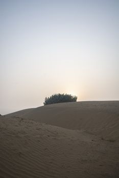 Sand dune at sunset time with desert plant