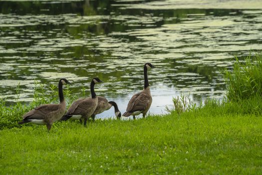 Many geese swim in summer pond. Canadian Geese swim in a quiet pond with green duckweed.