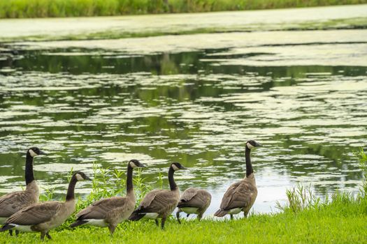 Many geese swim in summer pond. Canadian Geese swim in a quiet pond with green duckweed.