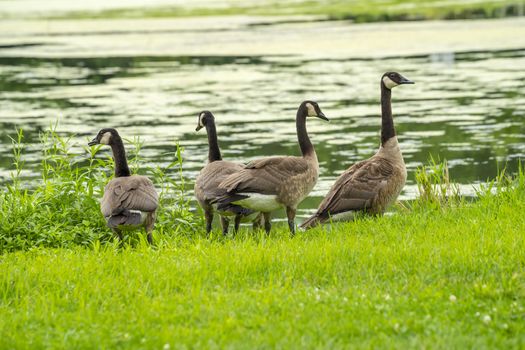 Many geese swim in summer pond. Canadian Geese swim in a quiet pond with green duckweed.